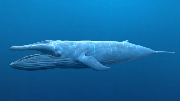 Blue Whale 3D Model Static For Blender 4.0 3D Model whale3ds.com