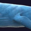 Blue Whale 3D Model Static For Blender 4.0 3D Model whale3ds.com