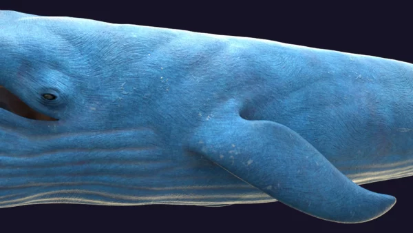 Blue Whale 3D Model Static For Blender 4.0 3D Model whale3ds.com