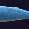 Blue Whale 3D Model Static For Blender 4.0 3D Model whale3ds.com