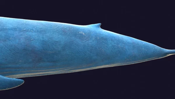 Blue Whale 3D Model Static For Blender 4.0 3D Model whale3ds.com