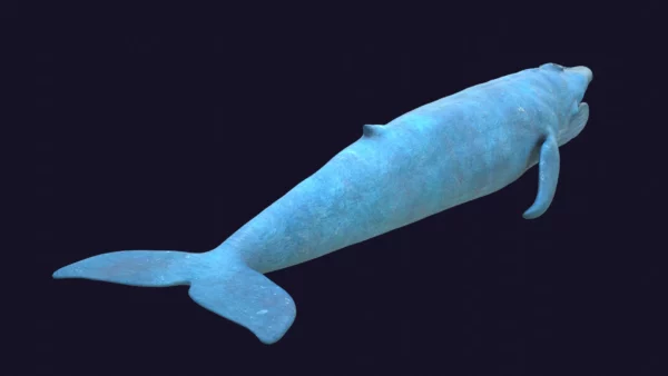 Blue Whale 3D Model Static For Blender 4.0 3D Model whale3ds.com