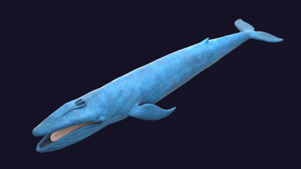 Blue Whale 3D Model Static For Blender 4.0 3D Model whale3ds.com