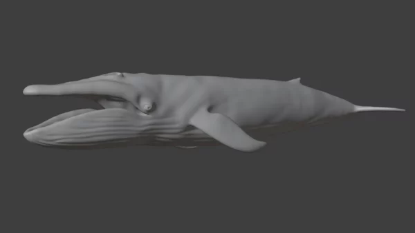 Blue Whale 3D Model Static For Blender 4.0 3D Model whale3ds.com