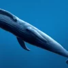 Blue Whale 3D Model Static For Blender 4.0 3D Model whale3ds.com