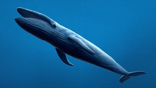 Blue Whale 3D Model Static For Blender 4.0 3D Model whale3ds.com