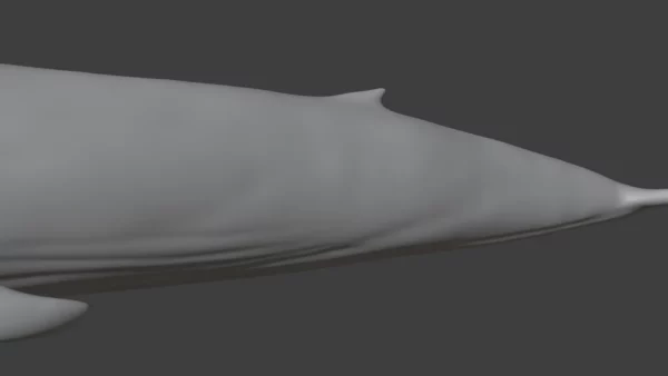 Blue Whale 3D Model Static For Blender 4.0 3D Model whale3ds.com