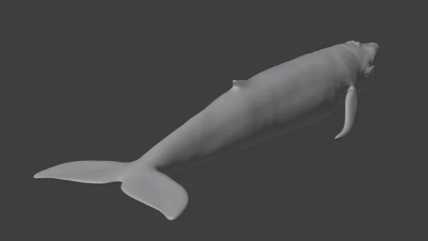 Blue Whale 3D Model Static For Blender 4.0 3D Model whale3ds.com