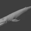 Blue Whale 3D Model Static For Blender 4.0 3D Model whale3ds.com