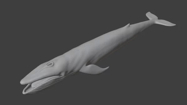 Blue Whale 3D Model Static For Blender 4.0 3D Model whale3ds.com