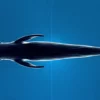 Blue Whale 3D Model Static For Blender 4.0 3D Model whale3ds.com