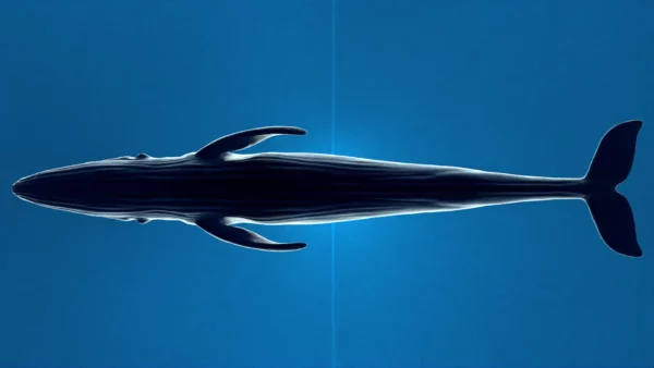 Blue Whale 3D Model Static For Blender 4.0 3D Model whale3ds.com