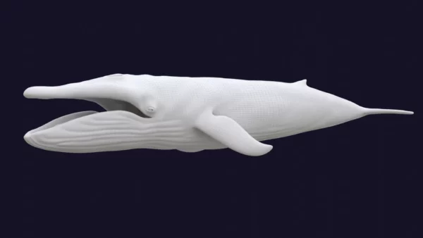 Blue Whale 3D Model Static For Blender 4.0 3D Model whale3ds.com