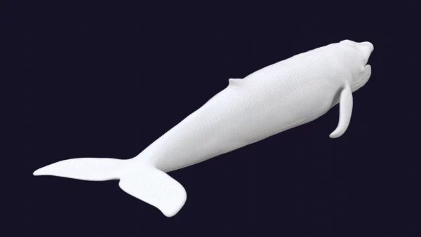 Blue Whale 3D Model Static For Blender 4.0 3D Model whale3ds.com