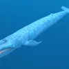 Blue Whale 3D Model Static For Blender 4.0 3D Model whale3ds.com