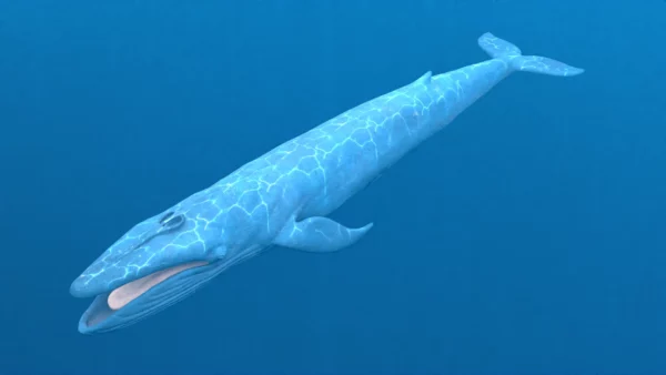 Blue Whale 3D Model Static For Blender 4.0 3D Model whale3ds.com