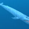 Blue Whale 3D Model Static For Blender 4.0 3D Model whale3ds.com