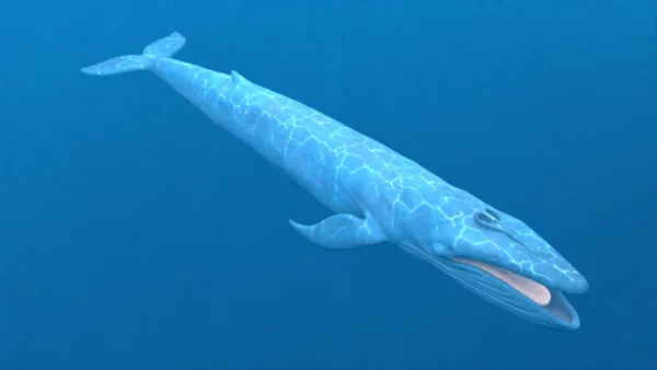 Blue Whale 3D Model Static For Blender 4.0 3D Model whale3ds.com