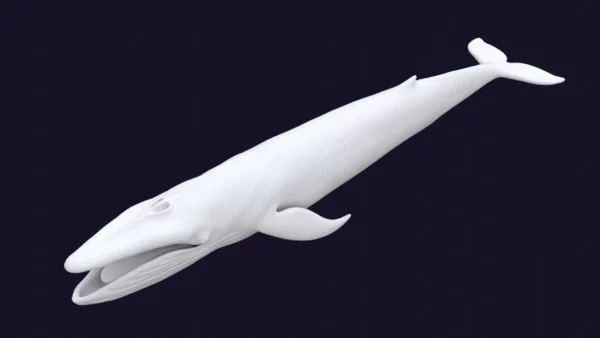 Blue Whale 3D Model Static For Blender 4.0 3D Model whale3ds.com