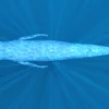 Blue Whale 3D Model Static For Blender 4.0 3D Model whale3ds.com