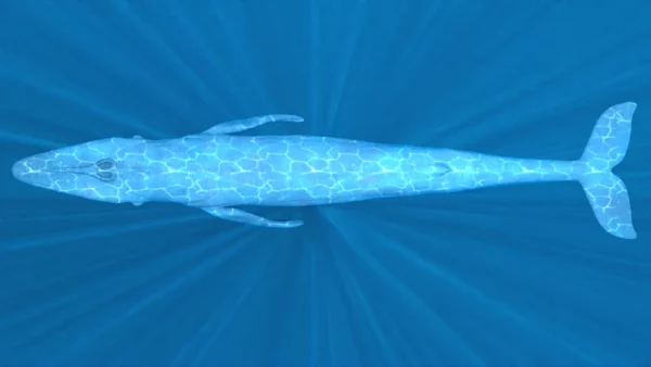 Blue Whale 3D Model Static For Blender 4.0 3D Model whale3ds.com