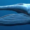 Blue Whale 3D Model Static For Blender 4.0 3D Model whale3ds.com