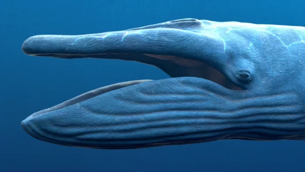 Blue Whale 3D Model Static For Blender 4.0 3D Model whale3ds.com