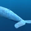 Blue Whale 3D Model Static For Blender 4.0 3D Model whale3ds.com