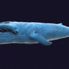 Blue Whale 3D Model Static For Blender 4.0 3D Model whale3ds.com