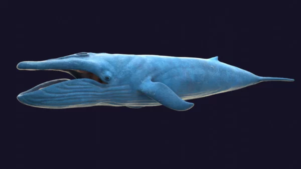 Blue Whale 3D Model Static For Blender 4.0 3D Model whale3ds.com