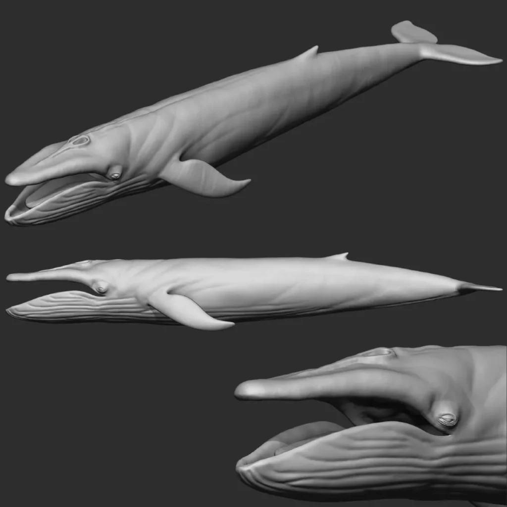 Blue Whale 3D Model Sculpt 01 No Pose