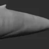 Blue Whale 3D Model Sculpt 01 No Pose 3D Model whale3ds.com