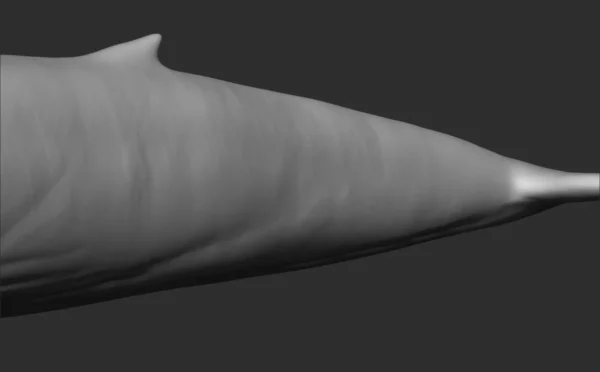 Blue Whale 3D Model Sculpt 01 No Pose 3D Model whale3ds.com