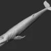 Blue Whale 3D Model Sculpt 01 No Pose 3D Model whale3ds.com