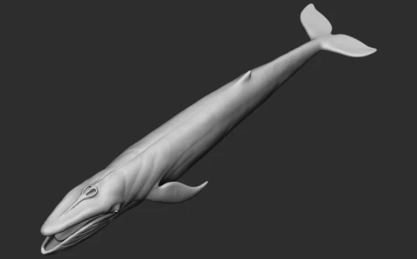 Blue Whale 3D Model Sculpt 01 No Pose 3D Model whale3ds.com