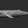 Blue Whale 3D Model Sculpt 01 No Pose 3D Model whale3ds.com