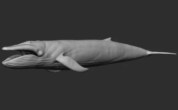 Blue Whale 3D Model Sculpt 01 No Pose 3D Model whale3ds.com