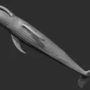 Blue Whale 3D Model Sculpt 01 No Pose 3D Model whale3ds.com