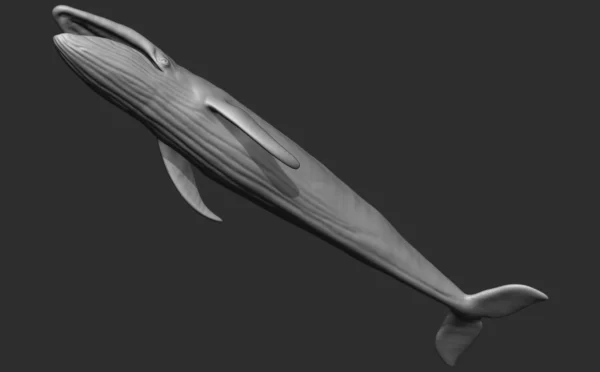 Blue Whale 3D Model Sculpt 01 No Pose 3D Model whale3ds.com