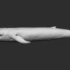 Blue Whale 3D Model Sculpt 01 No Pose 3D Model whale3ds.com