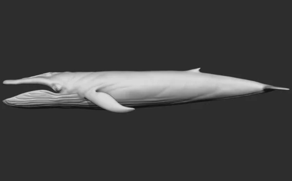 Blue Whale 3D Model Sculpt 01 No Pose 3D Model whale3ds.com