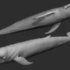 Blue Whale 3D Model Sculpt 01 No Pose 3D Model whale3ds.com