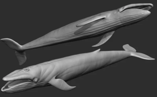 Blue Whale 3D Model Sculpt 01 No Pose 3D Model whale3ds.com