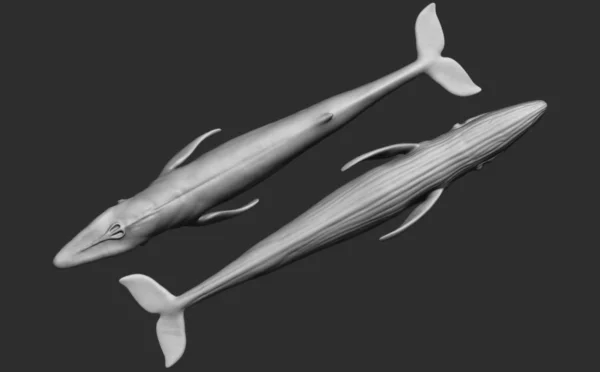 Blue Whale 3D Model Sculpt 01 No Pose 3D Model whale3ds.com