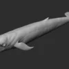 Blue Whale 3D Model Sculpt 01 No Pose 3D Model whale3ds.com