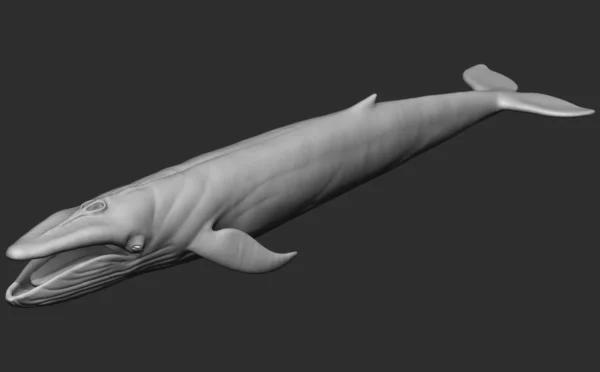 Blue Whale 3D Model Sculpt 01 No Pose 3D Model whale3ds.com