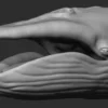 Blue Whale 3D Model Sculpt 01 No Pose 3D Model whale3ds.com