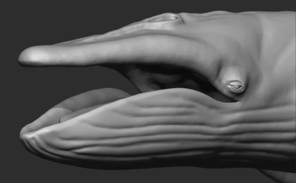 Blue Whale 3D Model Sculpt 01 No Pose 3D Model whale3ds.com