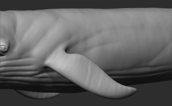 Blue Whale 3D Model Sculpt 01 No Pose 3D Model whale3ds.com