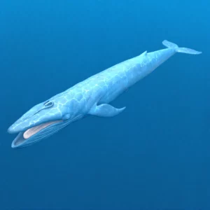 Blue Whale 3D Model Static For Blender 4.0 3D Model whale3ds.com